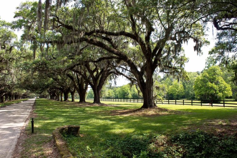 charleston-plantations-things-to-do-in-charleston-sc-with-kids-768x512