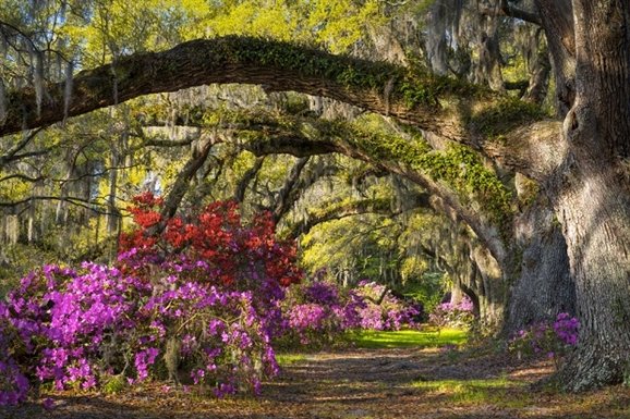 Best Things To Do in Charleston